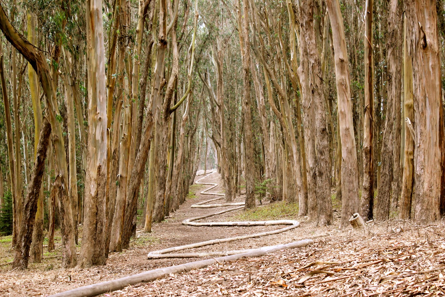 Wood Line Andy Goldsworthy Sartle Rogue Art History